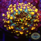 Ricordea yuma „Baby Zilla“ WYSIWYG „AD Special“