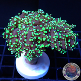 Euphyllia yaeyamaensis „Double Lemon“ 🍋