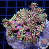 Goniopora spp. „Master Flower“ WYSIWYG