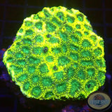 Favia spp. „Lime“ WYSIWYG