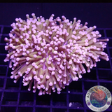 Euphyllia paraglabrescens „24K Solid Bar“ WYSIWYG
