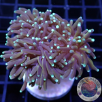 Euphyllia glabrescens „Hellfire“