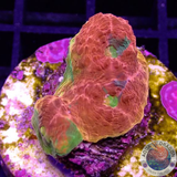 Echinophyllia spp. „Stained Glass“ WYSIWYG
