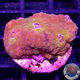 Echinophyllia spp. „Pink Kiss“ WYSIWYG „AD Special“