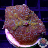 Rhodactis spp. „Gold Flake“