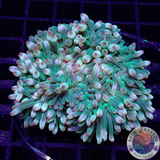 Entacmaea quadricolor „Hot Tip“ WYSIWYG