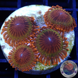 Krustenanemonen „Speckled Krakatoa“ WYSIWYG „AD Special“