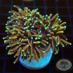 Euphyllia glabrescens „Hellfire“