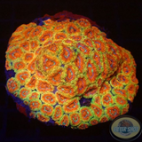 Micromussa amakusensis „Jungle Trip“ WYSIWYG „AD Special“