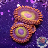 Krustenanemonen „Fruit Loops“ WYSIWYG