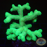 Seriatopora caliendrum „Toxic Bird Nest“ WYSIWYG