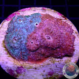 Echinophyllia spp. „Dual Sided Villain“ WYSIWYG