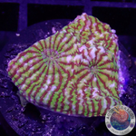 Echinophyllia spp. „Hypnotic Zombie“ WYSIWYG „AD Special“