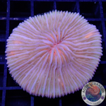 Fungia spp. „Fruity“ WYSIWYG „AD Special“