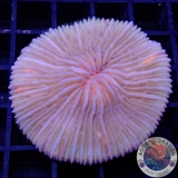 Fungia spp. „Fruity“ WYSIWYG „AD Special“