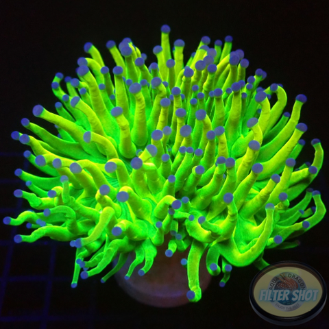 Euphyllia glabrescens „Tripple Holy“