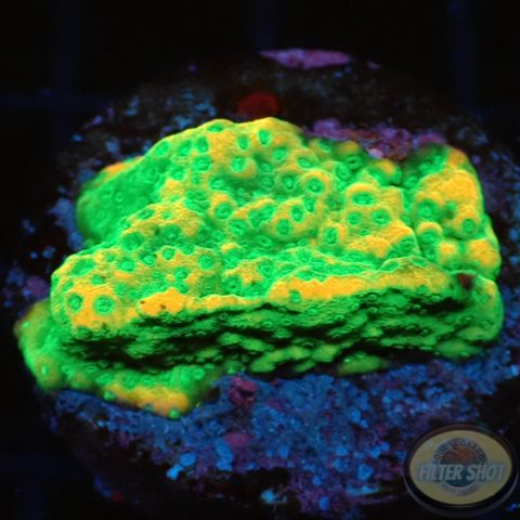 Montipora spp. „Gold Rush“ WYSIWYG „AD Special“