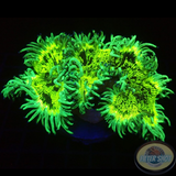 Catalaphyllia jardinei “Reactor Leak” WYSIWYG