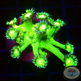 Goniopora spp. „Frog Skin“ 🐸 AD Special
