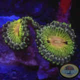 Krustenanemonen „Gremlin“ AD Special