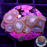 Krustenanemonen „Afro Dizzy“ WYSIWYG „AD Special“