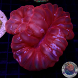 Cynarina lacrymalis „Double Kiss“ WYSIWYG