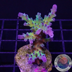 Acropora tortuosa “Electric Miyagi” WYSIWYG “AD Special”