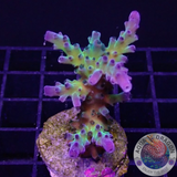 Acropora tortuosa “Electric Miyagi” WYSIWYG “AD Special”