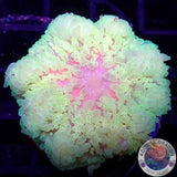 Radianthus malu