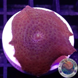 Discosoma spp. „Leo“ WYSIWYG