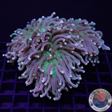 Euphyllia cristata „Brisbane“ WYSIWYG „AD Special“