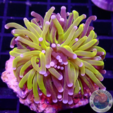 Euphyllia paraglabrescens „Tiger“ WYSIWYG