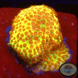 Stylocoeniella spp. 🔥 „Burning Banana“ 🍌 WYSIWYG