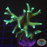 Seriatopora spp. „YB“ WYSIWYG