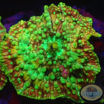 Discosoma spp. “Sugar Crush” AD Special”