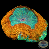 Acanthophyllia deshayesiana „Sky & Sand“ WYSIWYG