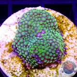 Ricordea florida „Toxic Foam“ AD Special