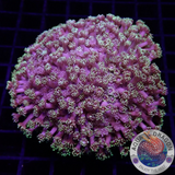 Goniopora spp. „Blue Heart“ 🩵 WYSIWYG „AD Special“