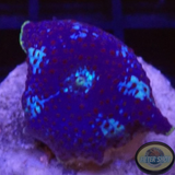 Discosoma spp. „Blue Jaw“