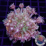 Goniopora spp. „Yellow Kiss“ AD Special