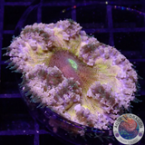 Phymanthus crucifer WYSIWYG