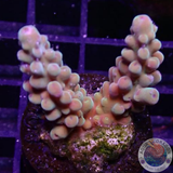 Acropora spp. „Smooth Horn“ WYSIWYG