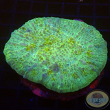 Echinophyllia spp. „Star Cloud“ WYSIWYG „AD Special“