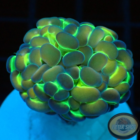 Euphyllia baliensis „Hologram“