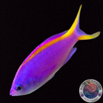 Pseudanthias tuka „Mirolabrichthys tuka“ weiblich