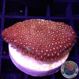 Bernardpora spp. „Micky“ AD Special