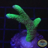 Montipora spp. „Greeny“