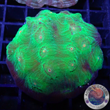 Echinophyllia spp. „Alien“