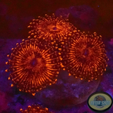 Krustenanemonen „Nightmare“