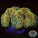 Euphyllia ancora „Rainbow Master“ WYSIWYG